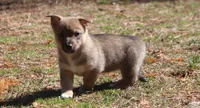 Prissy 4, a female Swedish Vallhund for sale in Gloucester, VA – Photo 2 of 3