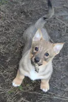 Prissy 4 (holistic), a female Swedish Vallhund for sale in Gloucester, VA – Photo 3 of 4