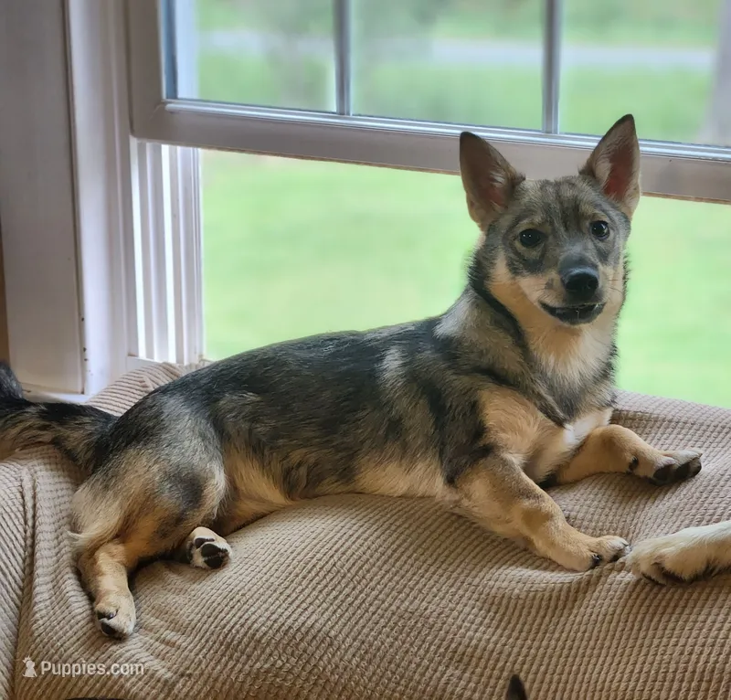 Lemme – Swedish Vallhund puppy on hold in Gloucester, VA