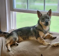 Lemme, a female Swedish Vallhund for sale in Gloucester, VA – 1 of 5