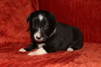 Male 1, a male Border Collie for sale in Gloucester, VA – 2 of 2