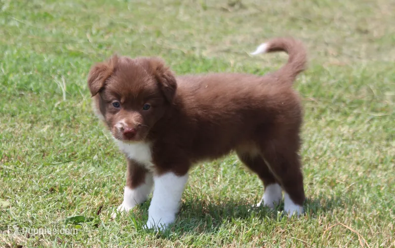 Honey Female 3 – Border Collie puppy for sale in Gloucester, VA