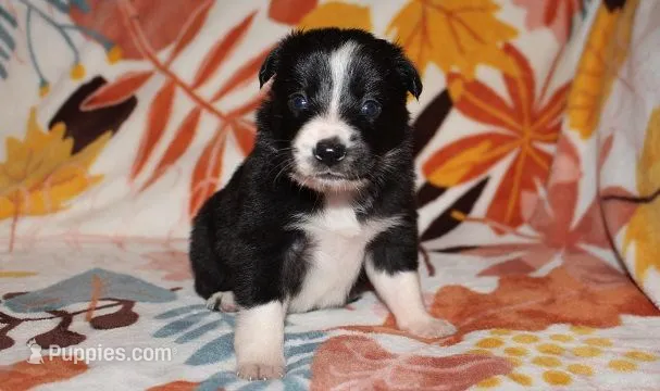 Female 3 – Border Collie puppy for sale in Gloucester, VA