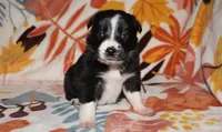 Female 3, a female Border Collie for sale in Gloucester, VA – 1 of 3