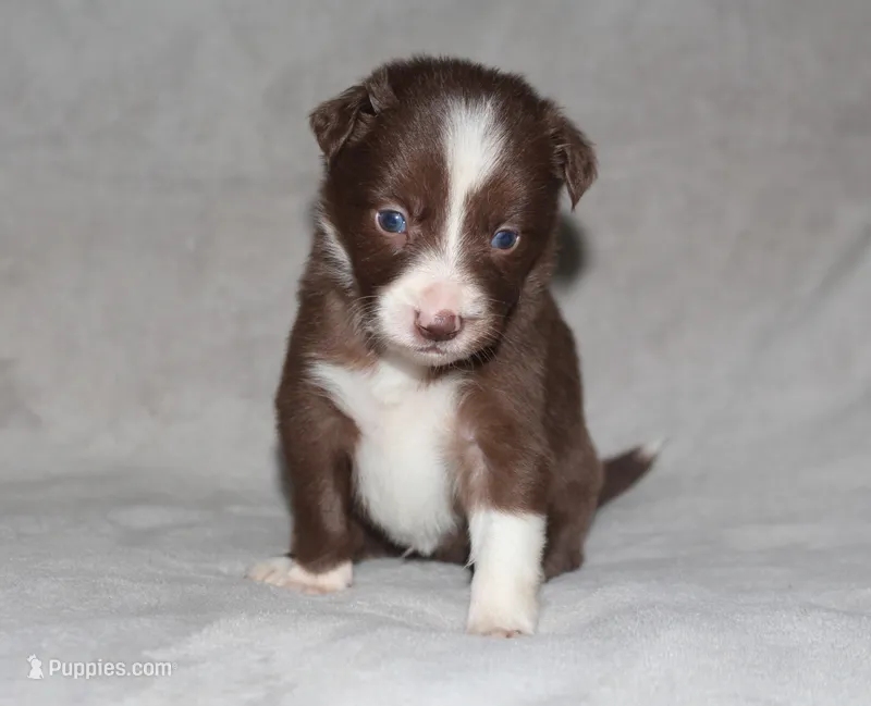 Male 1 – Border Collie puppy for sale in Gloucester, VA