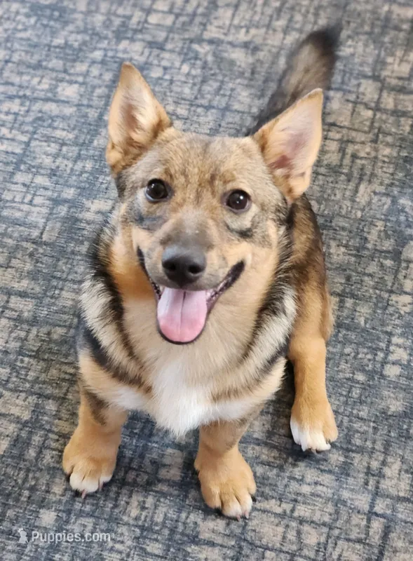 Sweety – Swedish Vallhund puppy for sale in Gloucester, VA