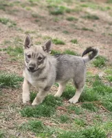 Prissy 3 , a female Swedish Vallhund for sale in Gloucester, VA – Photo 2 of 6