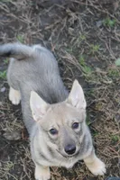 Prissy 3 (holistic), a female Swedish Vallhund for sale in Gloucester, VA – Photo 5 of 5