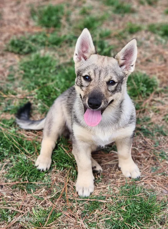 Prissy 3  – Swedish Vallhund puppy for sale in Gloucester, VA