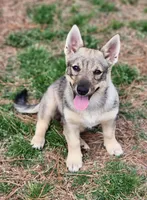 Prissy girl 3, a female Swedish Vallhund for sale in Gloucester, VA – 1 of 6