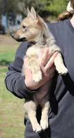 Prissy 3 (holistic), a female Swedish Vallhund for sale in Gloucester, VA – Photo 2 of 5