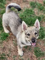 Prissy girl 3, a female Swedish Vallhund for sale in Gloucester, VA – 2 of 6