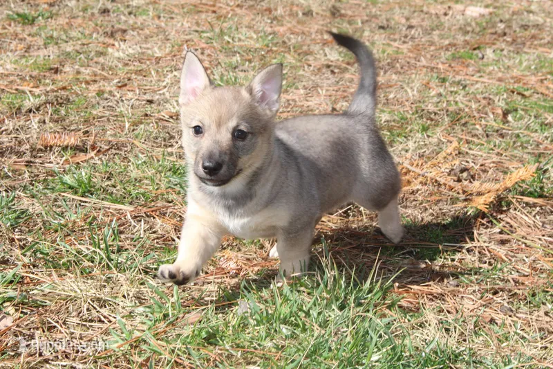 Prissy 3 – Swedish Vallhund puppy for sale in Gloucester, VA