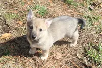 Prissy 3, a female Swedish Vallhund for sale in Gloucester, VA – Photo 3 of 4