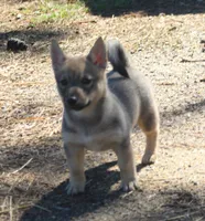Prissy 3 (holistic), a female Swedish Vallhund for sale in Gloucester, VA – Photo 3 of 5