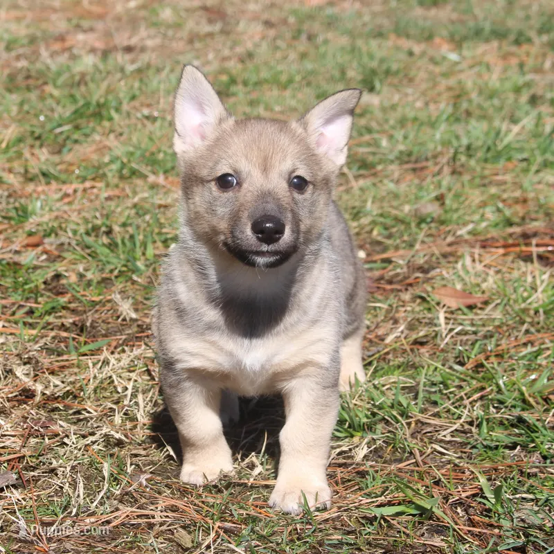 Prissy 3, a female Swedish Vallhund for sale in Gloucester, VA – Photo 1 of 4