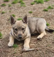 Prissy 3 , a female Swedish Vallhund for sale in Gloucester, VA – Photo 3 of 6