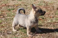 Prissy 3, a female Swedish Vallhund for sale in Gloucester, VA – Photo 2 of 4