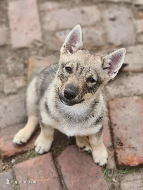 Prissy 3  – Swedish Vallhund puppy for sale in Gloucester, VA