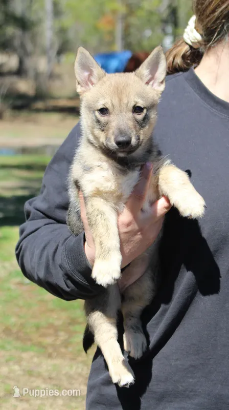 Prissy 3 – Swedish Vallhund puppy for sale in Gloucester, VA