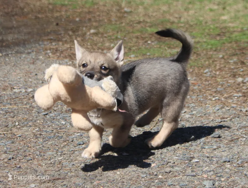 Prissy 3  – Swedish Vallhund puppy for sale in Gloucester, VA