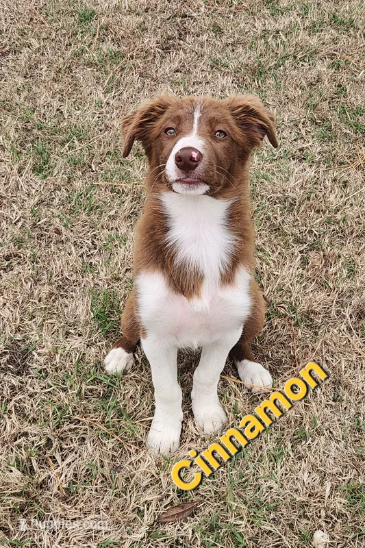 Cinnamon – Border Collie puppy for sale in Gloucester, VA