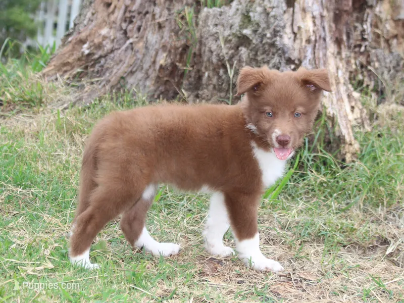 Honey Female 3 – Border Collie puppy for sale in Gloucester, VA