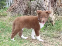 Honey Female 3, a female Border Collie for sale in Gloucester, VA – 4 of 4