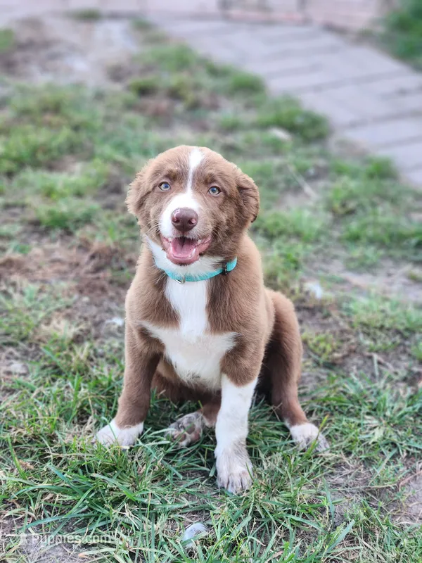 Male 1 – Border Collie puppy for sale in Gloucester, VA