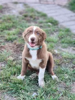 Junior, a male Border Collie for sale in Gloucester, VA – 2 of 6
