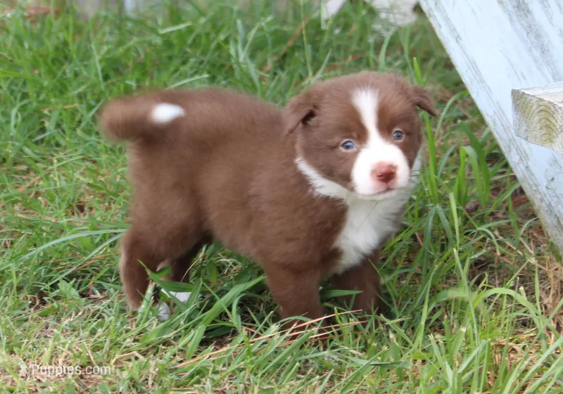 Honey Female 2 – Border Collie puppy for sale in Gloucester, VA
