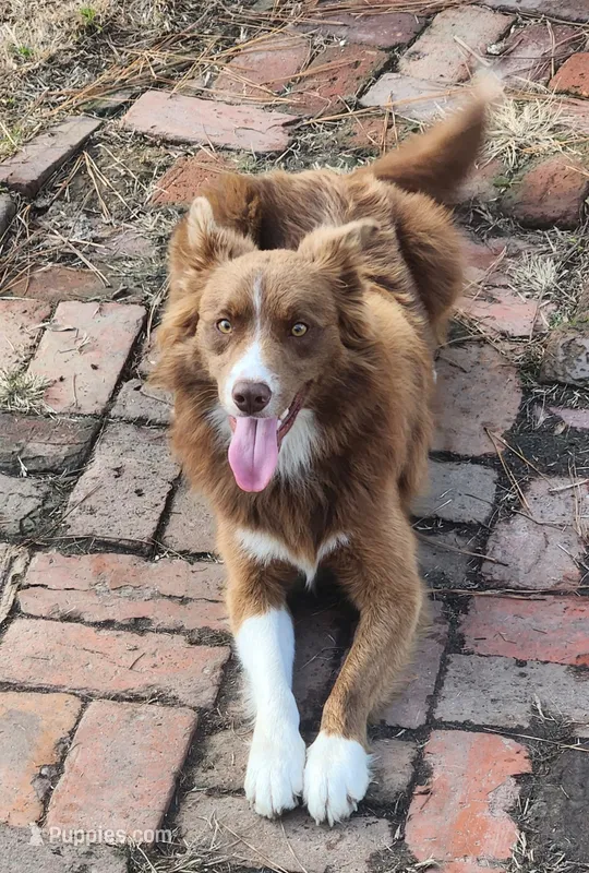 Sweeties pup – Border Collie puppy for sale in Gloucester, VA
