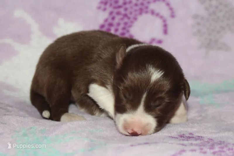 Female 1  – Border Collie puppy for sale in Gloucester, VA