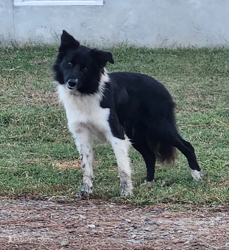 Sweetie pup 1 – Border Collie puppy for sale in Gloucester, VA