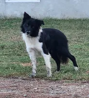 Puppies due, a  Border Collie for sale in Gloucester, VA – 2 of 3