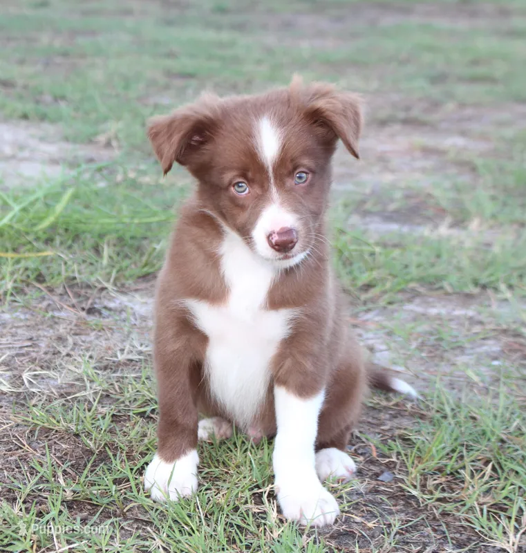 Male 1 – Border Collie puppy for sale in Gloucester, VA