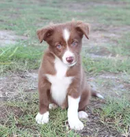 Male 1, a male Border Collie for sale in Gloucester, VA – 1 of 4