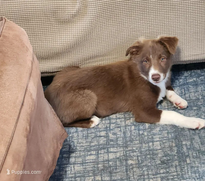 Honey Male 2 – Border Collie puppy for sale in Gloucester, VA