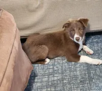 Rusty, a male Border Collie for sale in Gloucester, VA – 1 of 6