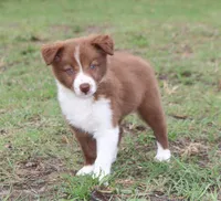 Honey Female 1, a female Border Collie for sale in Gloucester, VA – 4 of 4
