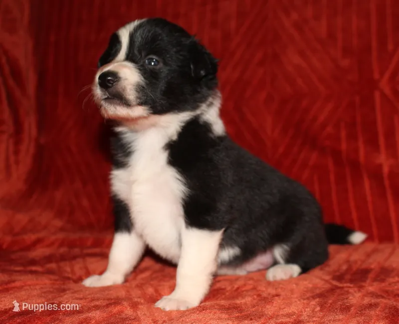 Male 2 – Border Collie puppy for sale in Gloucester, VA