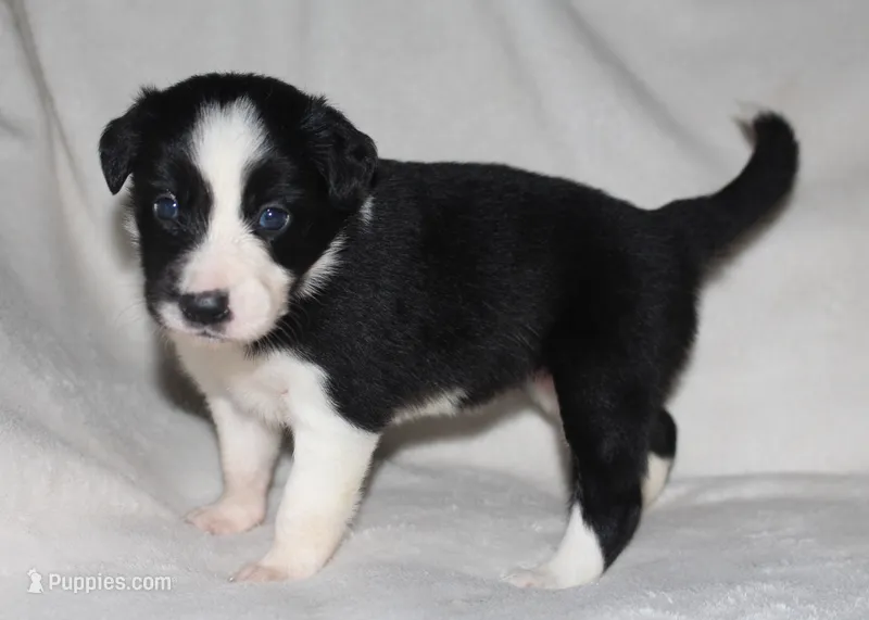 Female 2 – Border Collie puppy for sale in Gloucester, VA
