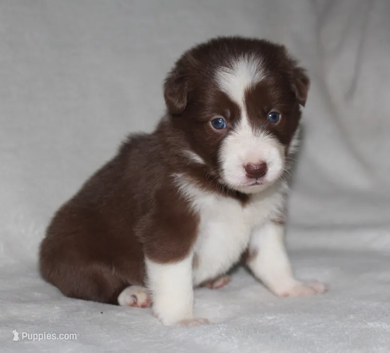 Female 4 – Border Collie puppy for sale in Gloucester, VA