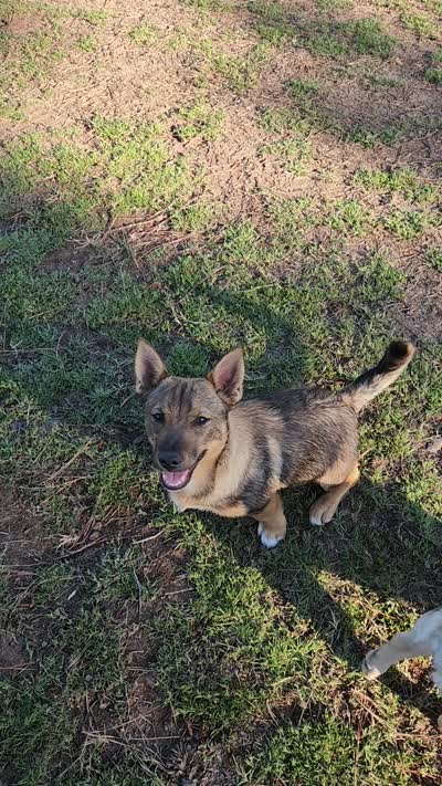 Chunk chunk, a male Swedish Vallhund for sale in Gloucester, VA – 5 of 5