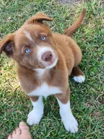 Honey Male 1, a male Border Collie for sale in Gloucester, VA – 2 of 4