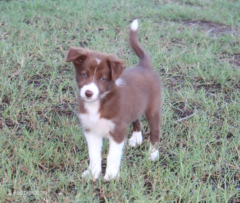 Female 1 – Border Collie puppy for sale in Gloucester, VA