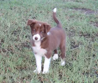 Female 1, a female Border Collie for sale in Gloucester, VA – 2 of 4