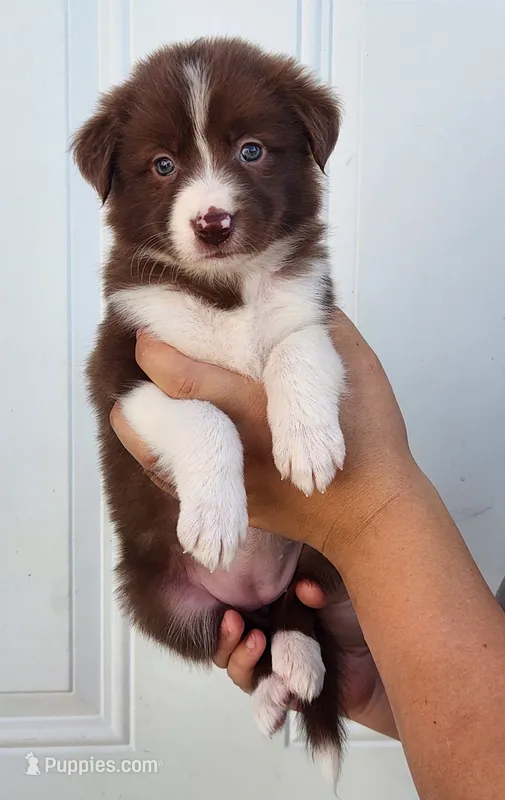 Female 3 – Border Collie puppy for sale in Gloucester, VA
