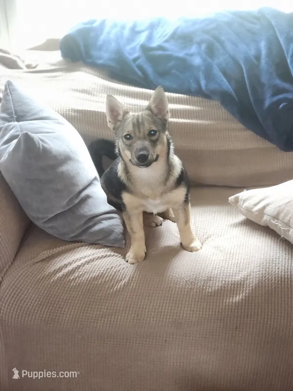 Sissy – Swedish Vallhund puppy for sale in Gloucester, VA