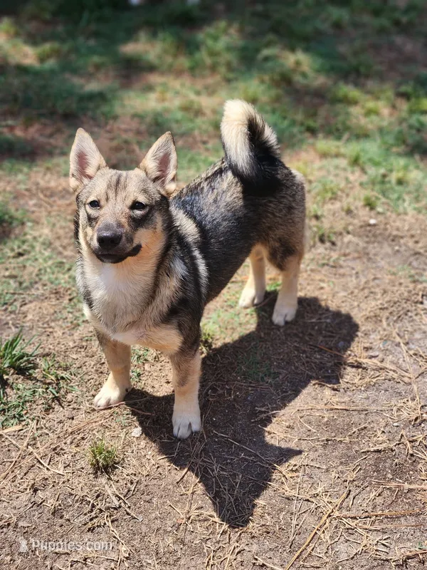 Princess – Swedish Vallhund puppy for sale in Gloucester, VA